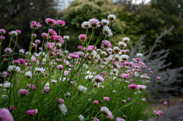 Obraz premium Paper daisy, Rhodanthe Asteraceae, sunray or pink paper daisy a genus Australian plant, Spring background of Australian pink and white everlasting daisies, strawflowers and paper daisies
