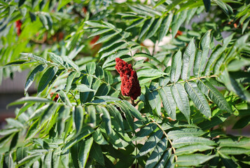 Rhus typhina (staghorn sumac)