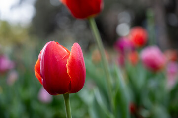 Obraz premium Australian spring time tulip blooming in spring. bright tulip flower field. summer field of flowers. gardening and floristics. nature beauty and freshness