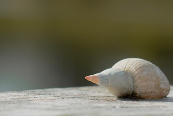 A river shell lies by the river. Blurred background. Close up of the shell. 