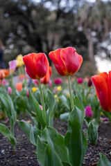 Australian spring time tulip blooming in spring. bright tulip flower field. summer field of flowers. gardening and floristics. nature beauty and freshness