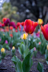Australian spring time tulip blooming in spring. bright tulip flower field. summer field of flowers. gardening and floristics. nature beauty and freshness
