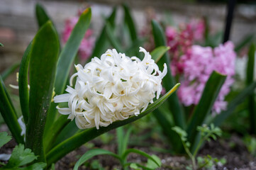 Potting Hyacinth, Hyacinthus orientalis, white pearl, Asparagaceae, spring time Australia
