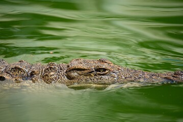 Crocodile in close-up in the water. Crocodile farm. Tourist attractions on in Africa. A powerful predator with big teeth.