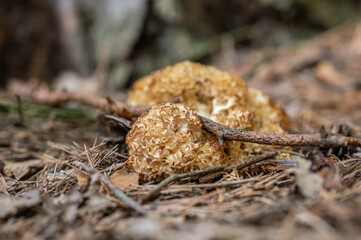 Detailed photo of cauliflower fungus in the forest with small branch through it, photographed from side