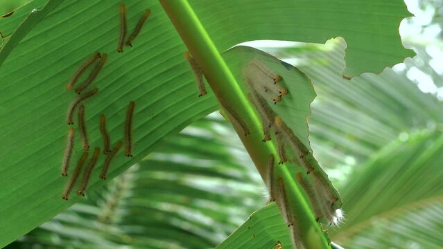 4k video of many caterpillars eating banana leaves