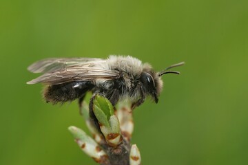 Closeup on a female grey-backed mining bee, Andrena vaga , against a green blurred background