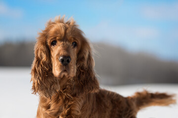 young and beautiful cocker spaniel dog playing on the snow winter field on a sunny day