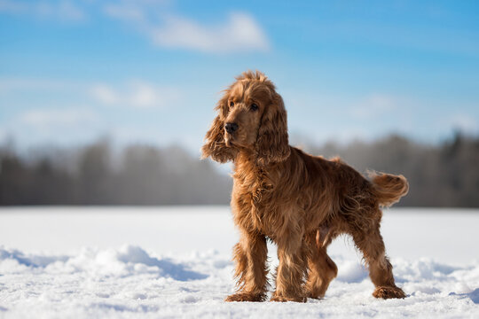 young and beautiful cocker spaniel dog playing on the snow winter field on a sunny day