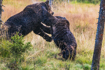 brown bear fight