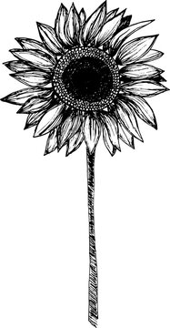 recommend clip art: Sunflower floral botanical hand drawn illustration element.