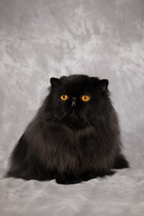 black persian cat portrait in studio on grey background