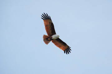 Brahminy kite in flight, Haliastur indus