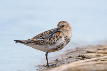 Dunlin, small wader resting at the shore