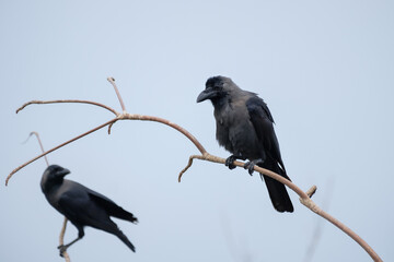 house crows sitting on a branch, Corvus splendens