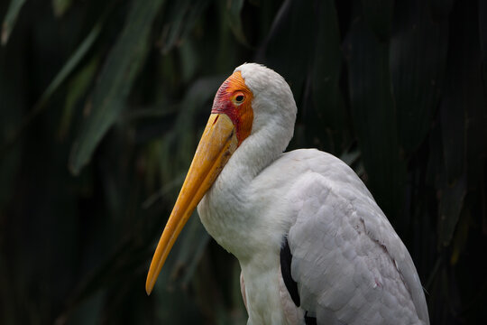 Milky stork close up, bird of Southeast Asia