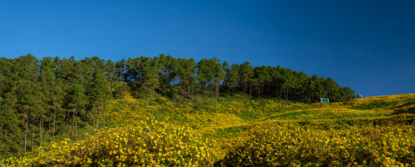 Panoramic of Tithonia diversifolia (Mexican Sunflower) with beautiful landscape view in Thailand.