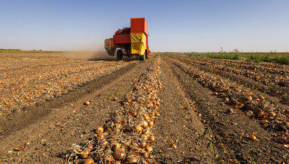 The harvester transports the onion