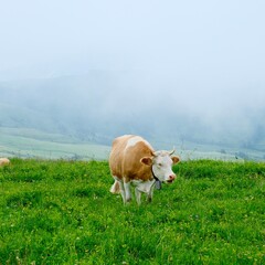 cow on a meadow