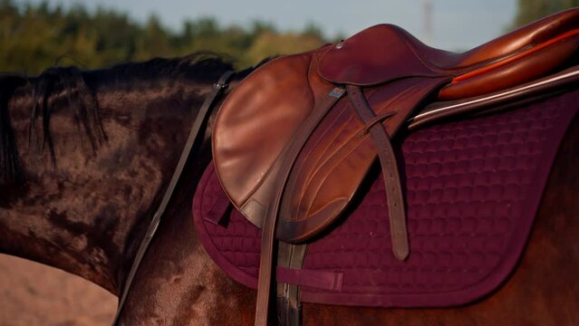 close-up of a horse's body with a saddle and a cape on a professional horse riding equipment in the arena