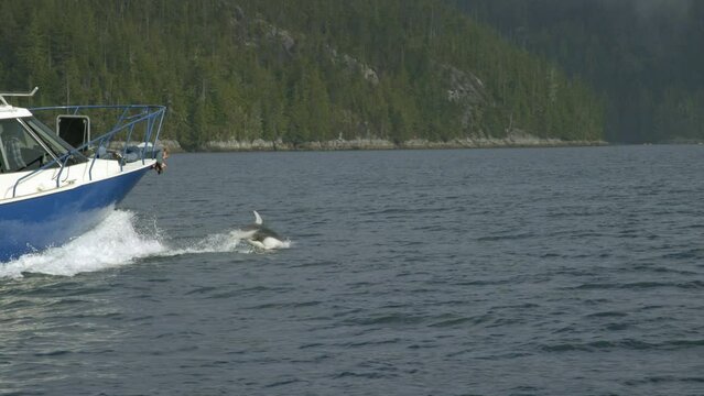 Wide Shot of Moving Motor Boat and Dolphins