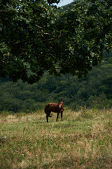 Naklejka na ściany i meble Algeti National Park at the end of summer. Georgia, the North Caucasus. One brown horse stands in a field in the middle of a green forest in summer. The stallion grazes on a free pasture.