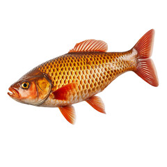 Obraz premium Goldfish. Carp, fish, on a light transparent background. PNG file. Generative AI