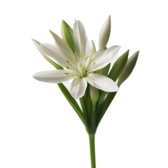 White flower, on a light, transparent background. PNG file. Generative AI