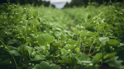Fototapeta na wymiar field of green peas growing on vines one generative AI