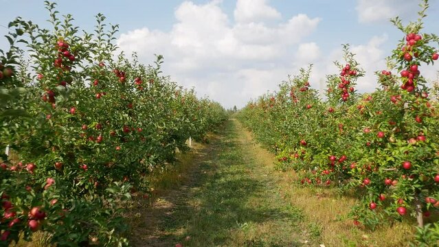 Fall apple harvest. Apple trees with red apples. Growing apples. Apple orchard with apples. Apple garden. Ukrainian apples. 