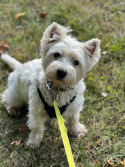 jack russell terrier