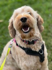 Cockapoo 