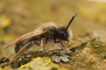 Closeup on a white fluffy male of the endangered Dawn mining bee, Andrena nycthemera on the ground