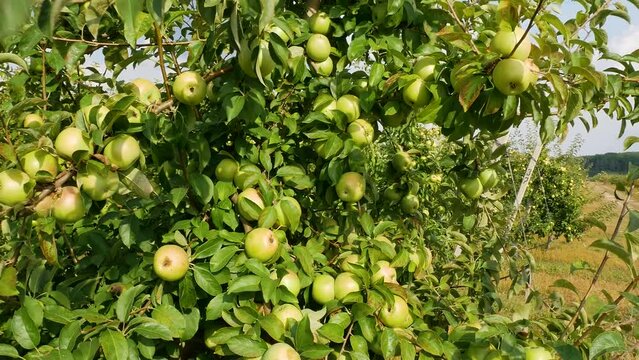 Fall apple harvest. Apple trees with red apples. Growing apples. Apple orchard with apples. Apple garden. Ukrainian apples. 