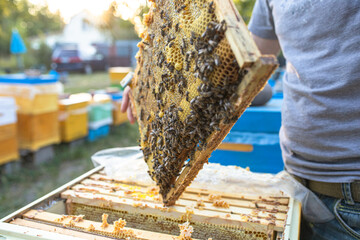 beekeeper holds a frame with honey, and bees. Close-up of beekeeping. Local ecosystem and support.