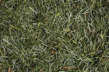 pine needles spruce background texture