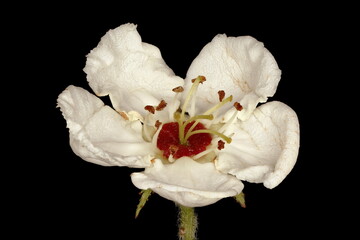Hairy Cockspurthorn (Crataegus submollis). Flower Closeup