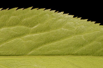 Lenten Rose (Helleborus orientalis). Leaf Lobe Detail Closeup