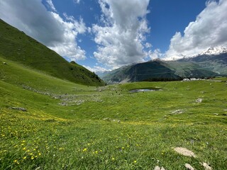 alpine meadow in the mountains