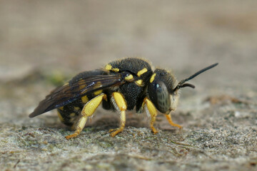 Closeup on a male European Yellow rotund resin bee, Anthidiellum strigatum sitting on the ground