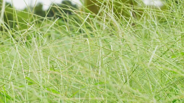 Digitaria ciliaris swaying in the wind