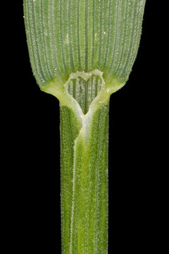 Mountain Melick (Melica nutans). Ligule and Leaf Sheath Closeup