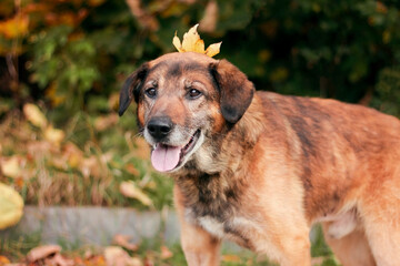 Autumn portrait of dog with a leaf on its head