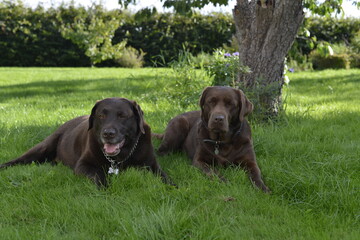 labrador retriever with friend