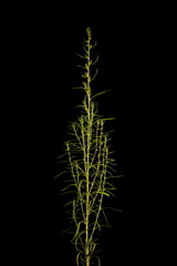 Summer Cypress (Bassia scoparia). Habit