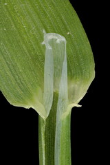 Greater Quaking Grass (Briza maxima). LIgule Closeup