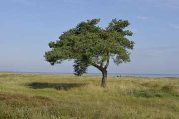 Solitary tree on Salt Meadow