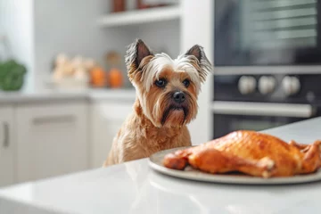  Small dog sitting in front of kitchen table with roasted turkey. © Firn
