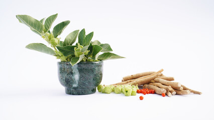 Ashwagandha Dry Root Medicinal Herb with Fresh Leaves, Poison Gooseberry, or Winter Cherry