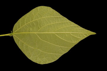 Runner Bean (Phaseolus coccineus). Leaflet Closeup